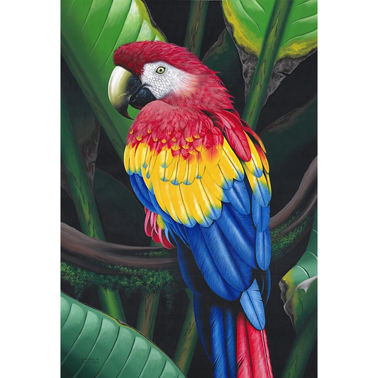 www.costaricacongo.com www.costaricagiftshops.com gift souvenir handmade Giclee Art Work - Red Parrot in the Jungle