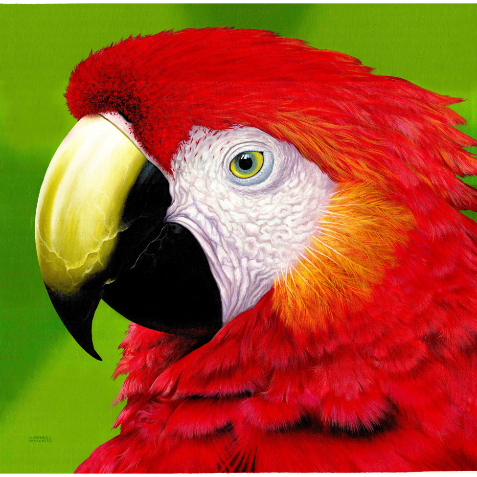 www.costaricacongo.com www.costaricagiftshops.com gift souvenir handmade Giclee Art Work - Red Parrot Portrait