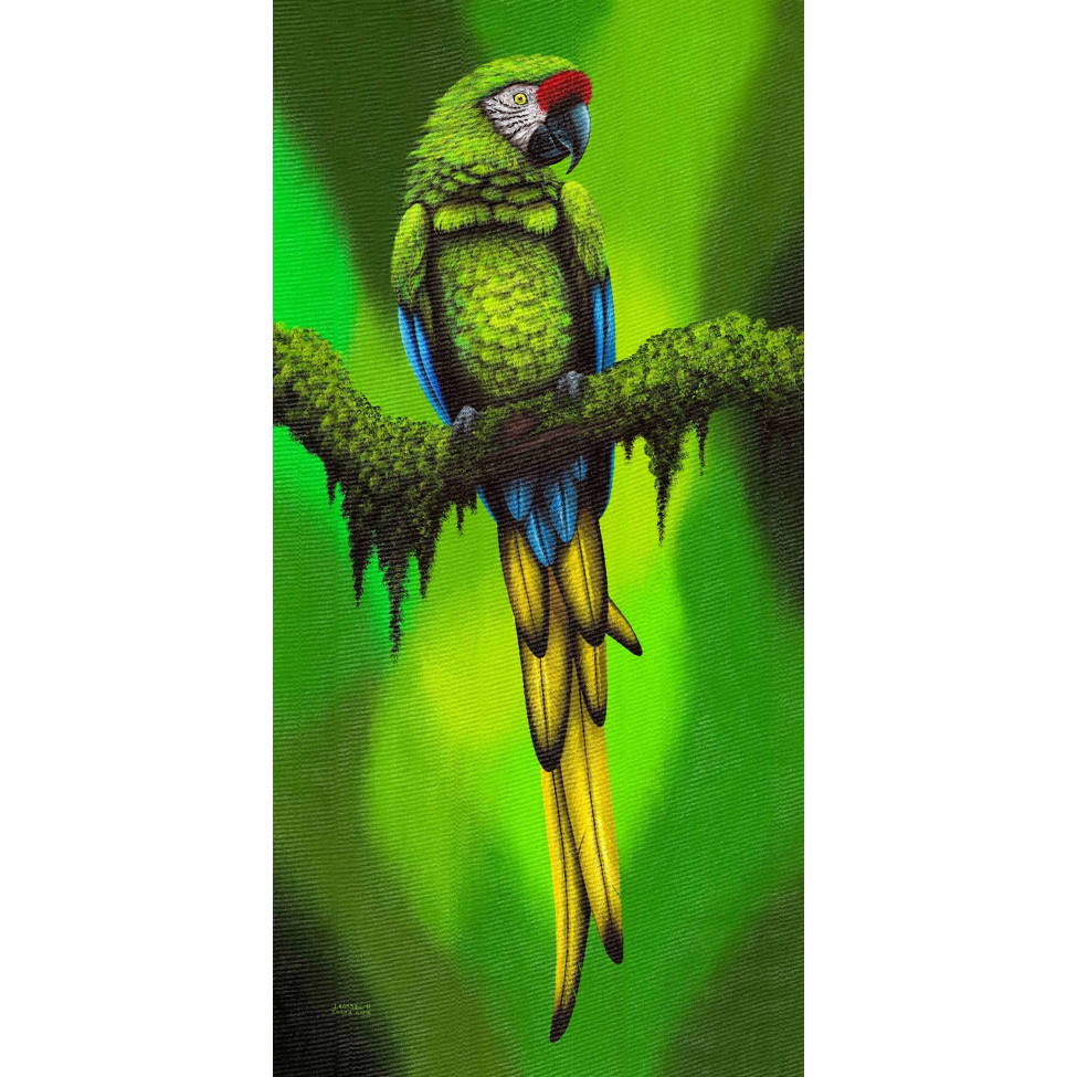 www.costaricacongo.com www.costaricagiftshops.com gift souvenir handmade Giclee Art Work - Green Parrot on Branch