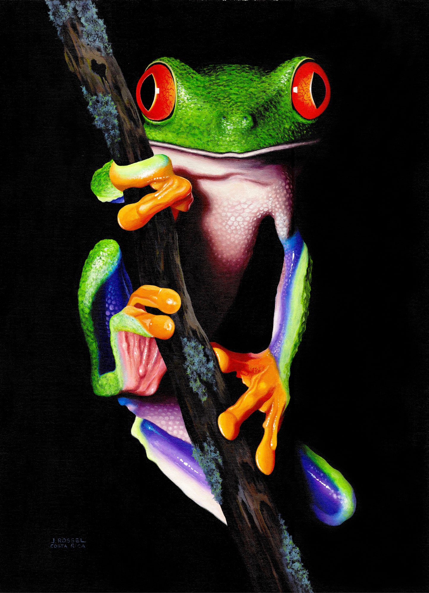www.costaricacongo.com www.costaricagiftshops.com gift souvenir handmade Giclee Art Work - Costa Rican Frog